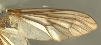 Media type: image;   Entomology 12773 Aspect: wing
